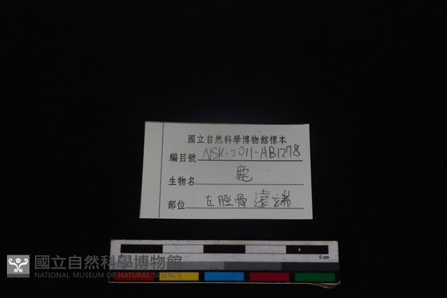 梅花鹿骨藏品圖，第3張