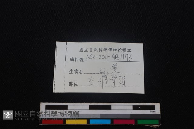 山羌骨藏品圖，第3張
