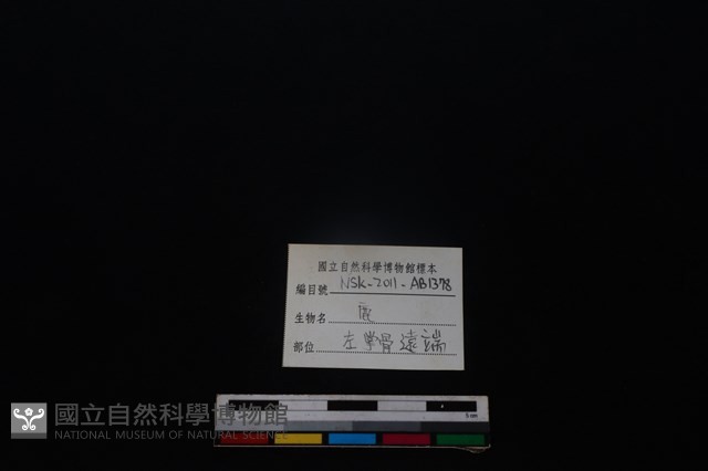 梅花鹿骨藏品圖，第3張