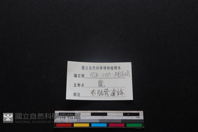 梅花鹿骨藏品圖，第3張