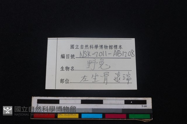 野兔骨藏品圖，第3張