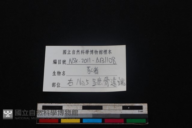 豬骨藏品圖，第3張
