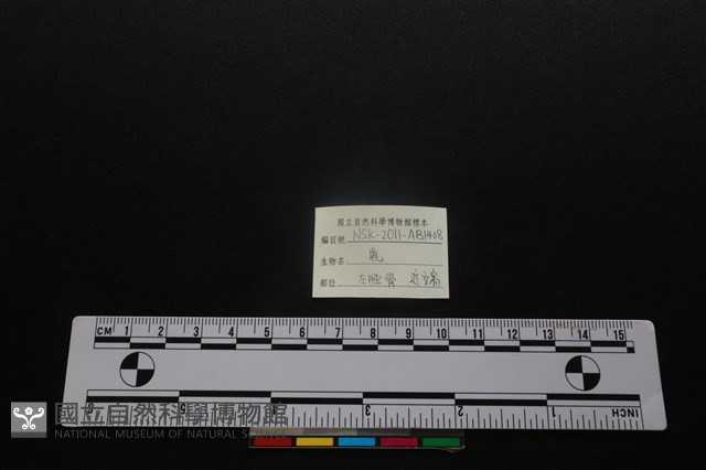 梅花鹿骨藏品圖，第3張