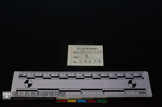 梅花鹿骨藏品圖，第3張