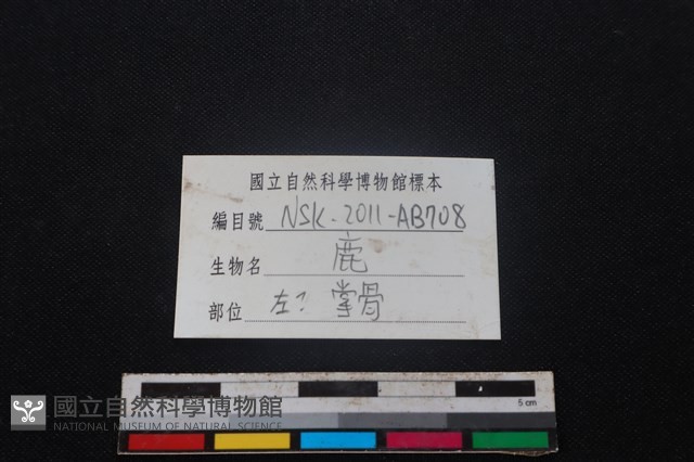 梅花鹿骨藏品圖，第3張