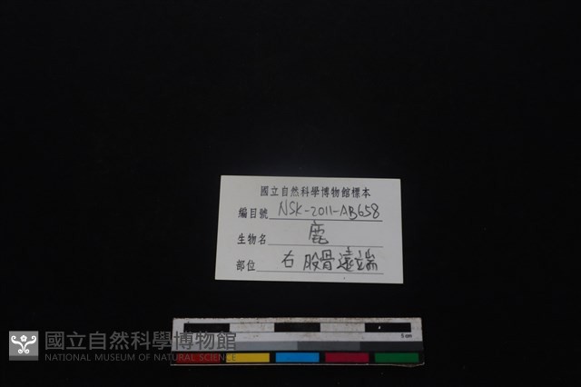 梅花鹿骨藏品圖，第3張