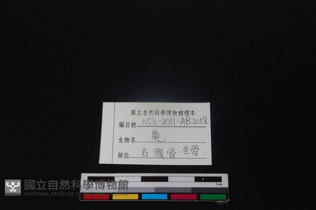 梅花鹿骨藏品圖，第3張