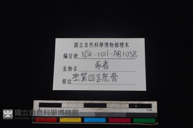 豬骨藏品圖，第3張