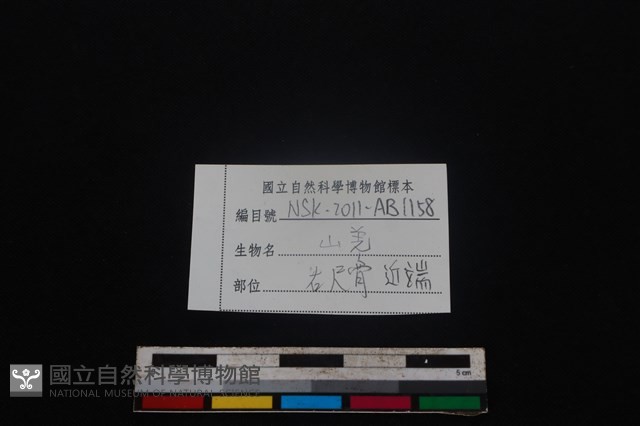 山羌骨藏品圖，第3張