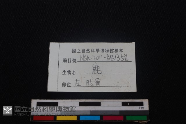 梅花鹿骨藏品圖，第3張