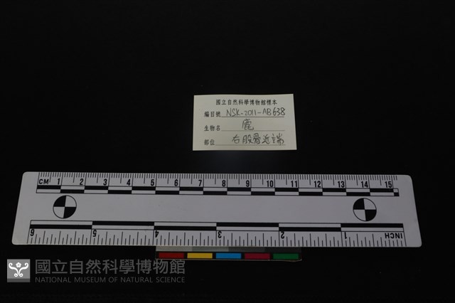 梅花鹿骨藏品圖，第3張