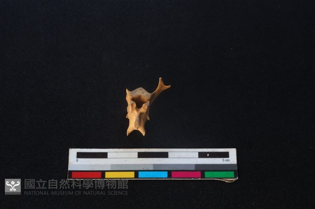 野兔骨藏品圖，第3張
