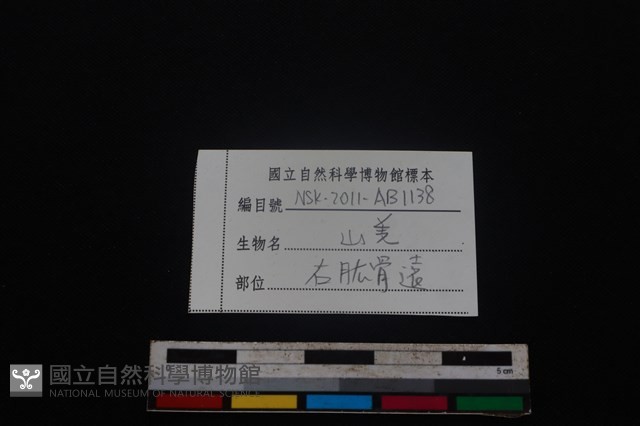 山羌骨藏品圖，第3張