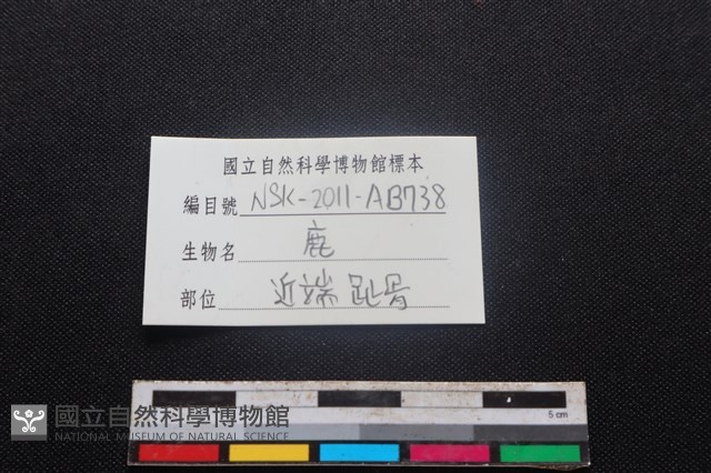 梅花鹿骨藏品圖，第3張