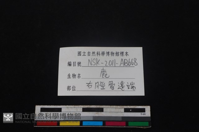 梅花鹿骨藏品圖，第3張