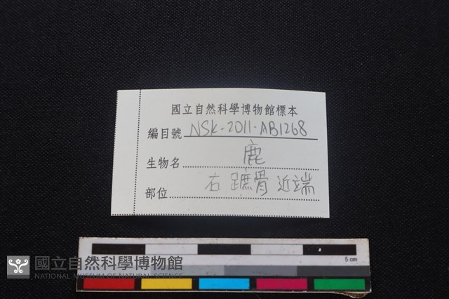 梅花鹿骨藏品圖，第3張