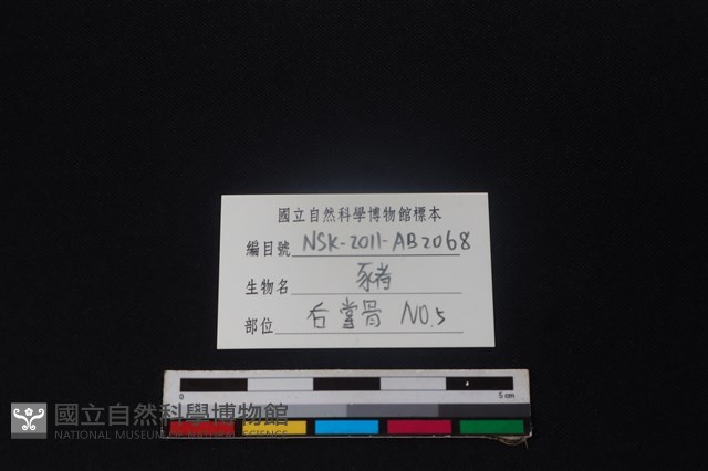 豬骨藏品圖，第3張