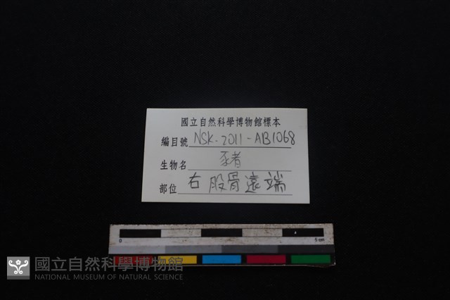 豬骨藏品圖，第3張
