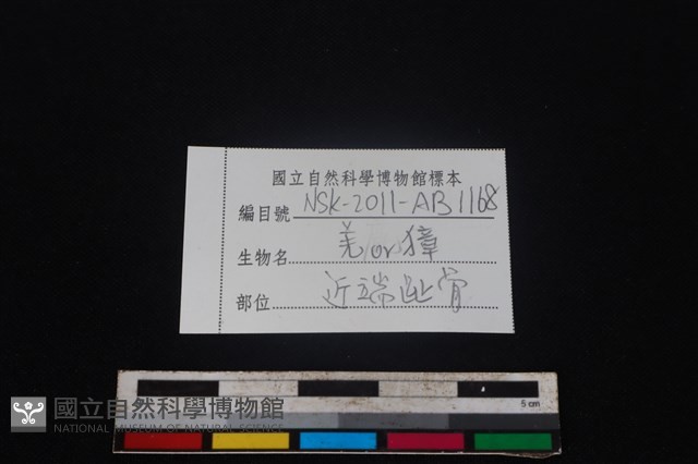 鹿科骨藏品圖，第3張