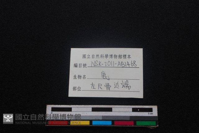梅花鹿骨藏品圖，第3張