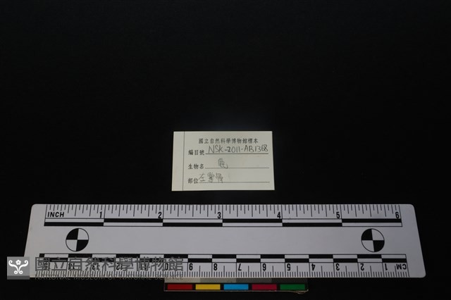 梅花鹿骨藏品圖，第3張