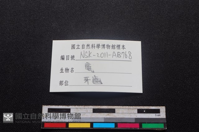 梅花鹿骨藏品圖，第3張