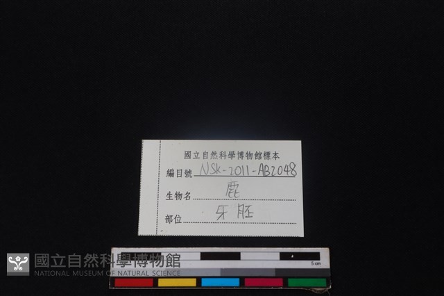 梅花鹿骨藏品圖，第3張