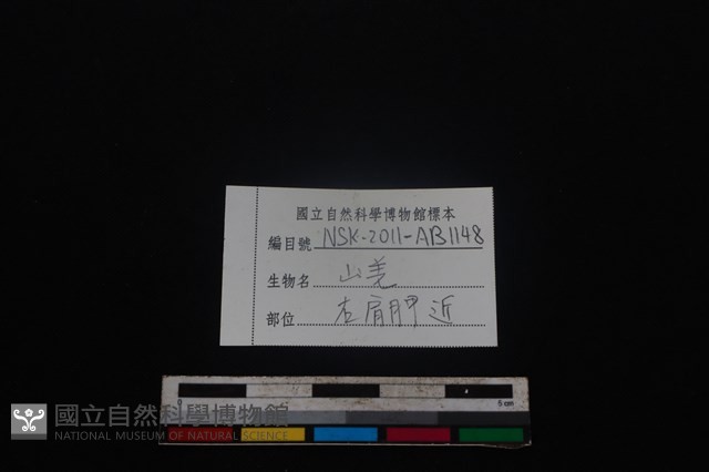 山羌骨藏品圖，第3張
