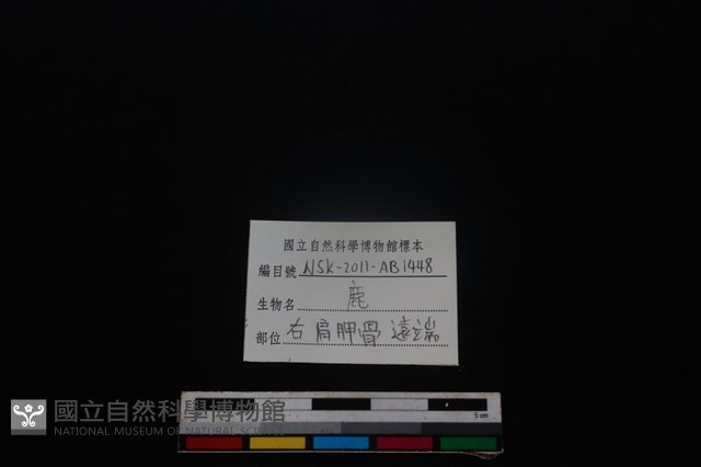 梅花鹿骨藏品圖，第3張