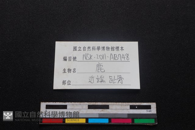 梅花鹿骨藏品圖，第3張