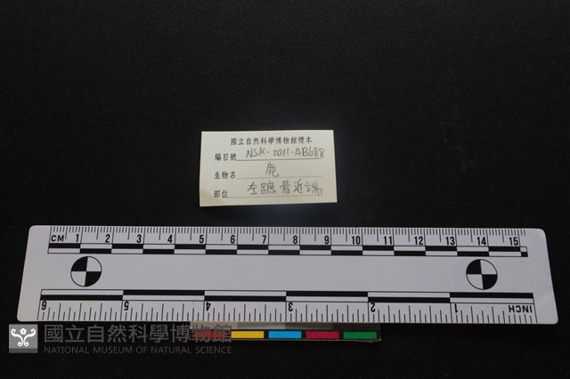 梅花鹿骨藏品圖，第3張