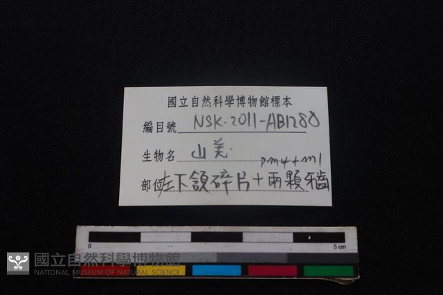 山羌骨藏品圖，第3張
