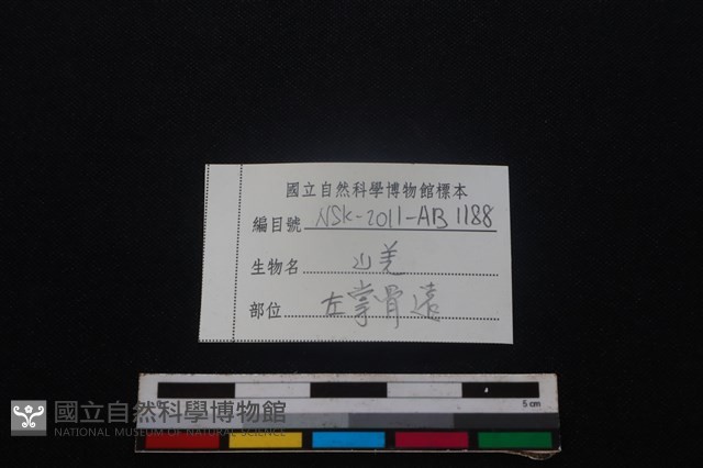 山羌骨藏品圖，第3張