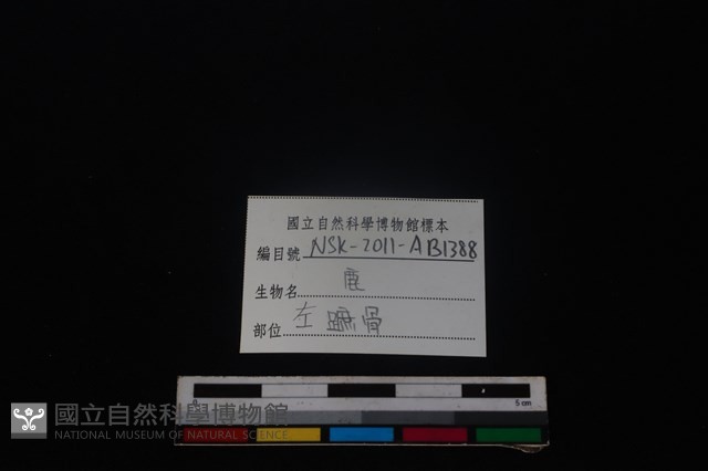 梅花鹿骨藏品圖，第3張