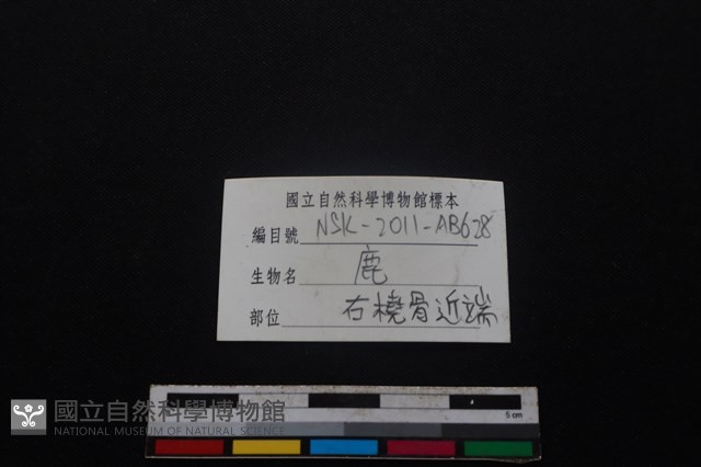 梅花鹿骨藏品圖，第3張