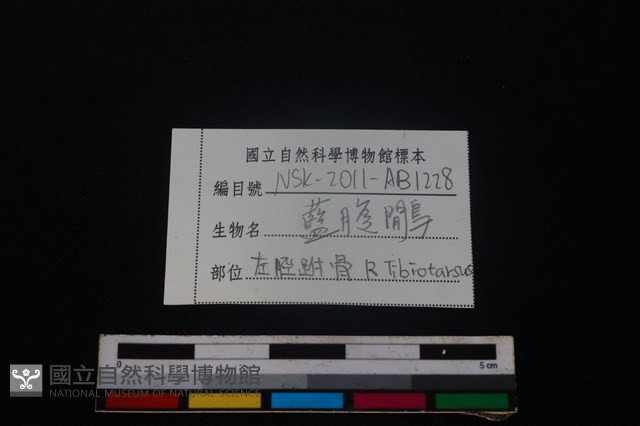 藍腹鷴骨藏品圖，第3張