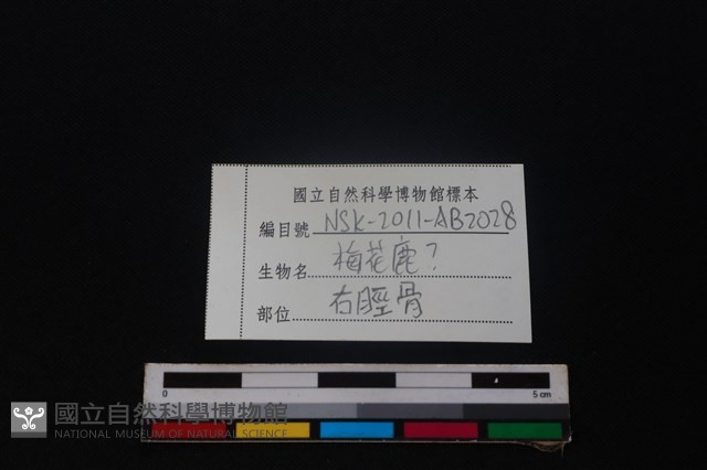 梅花鹿骨藏品圖，第3張