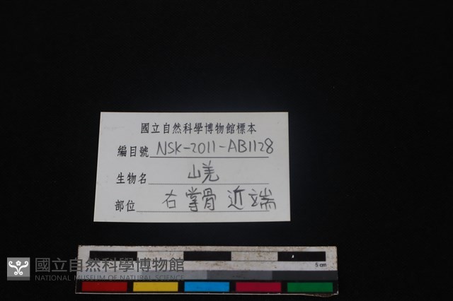 山羌骨藏品圖，第3張