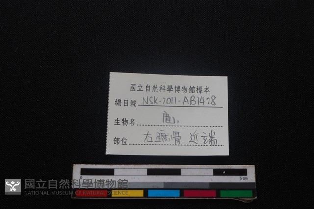 梅花鹿骨藏品圖，第3張