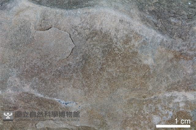 粉砂岩藏品圖，第3張