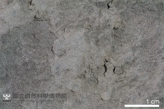 泥岩藏品圖，第3張