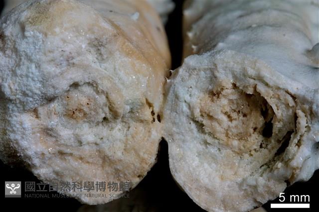 鐘乳石藏品圖，第3張