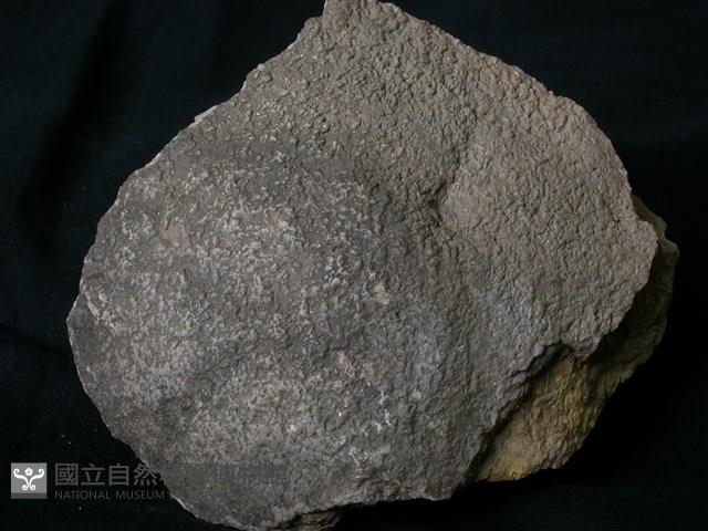北投石藏品圖，第4張