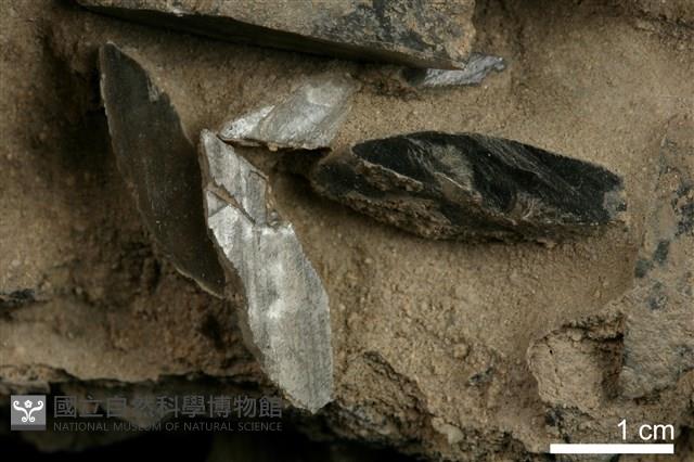 石膏藏品圖，第2張