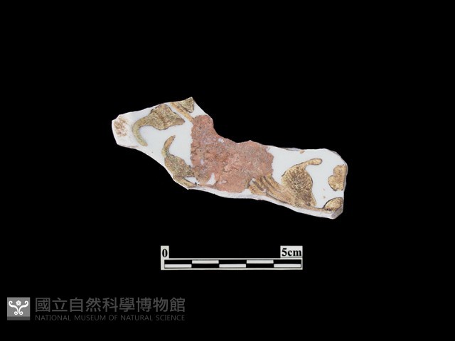 帶紋飾瓷片藏品圖，第2張