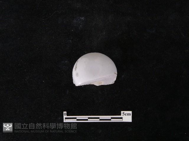 電線絕緣體藏品圖，第1張