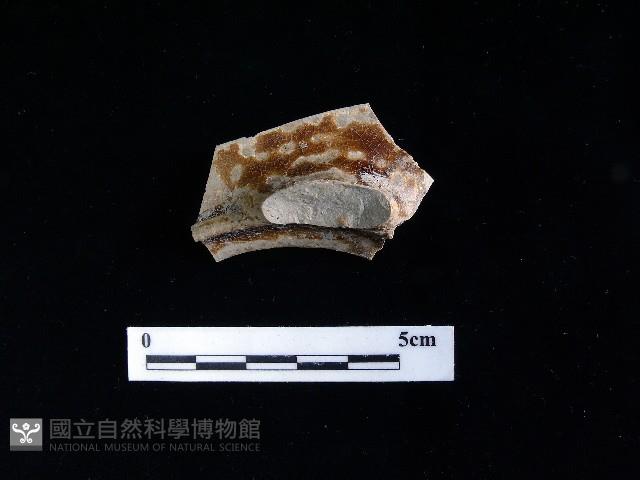 陶壺藏品圖，第1張