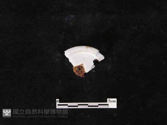 瓷片藏品圖，第2張