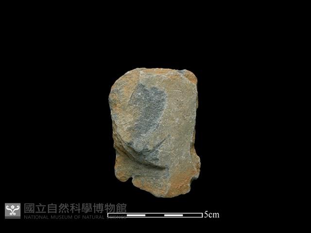 Accession Number:SWK-2020-095 Collection Image, Figure 1, Total 2 Figures