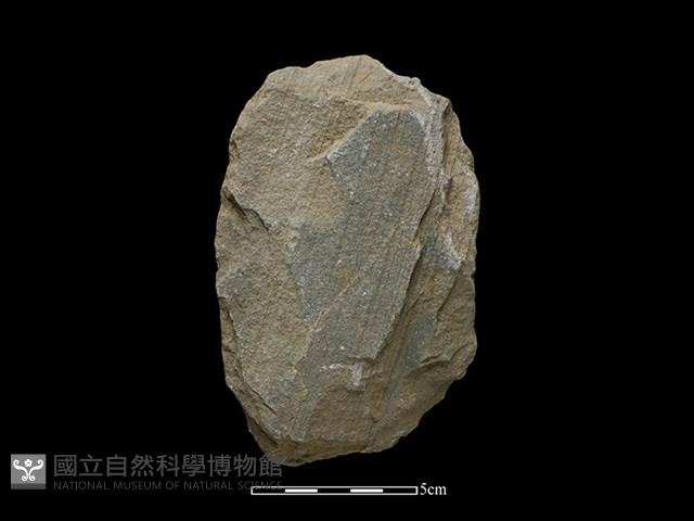 Accession Number:SWK-2020-048 Collection Image, Figure 1, Total 2 Figures